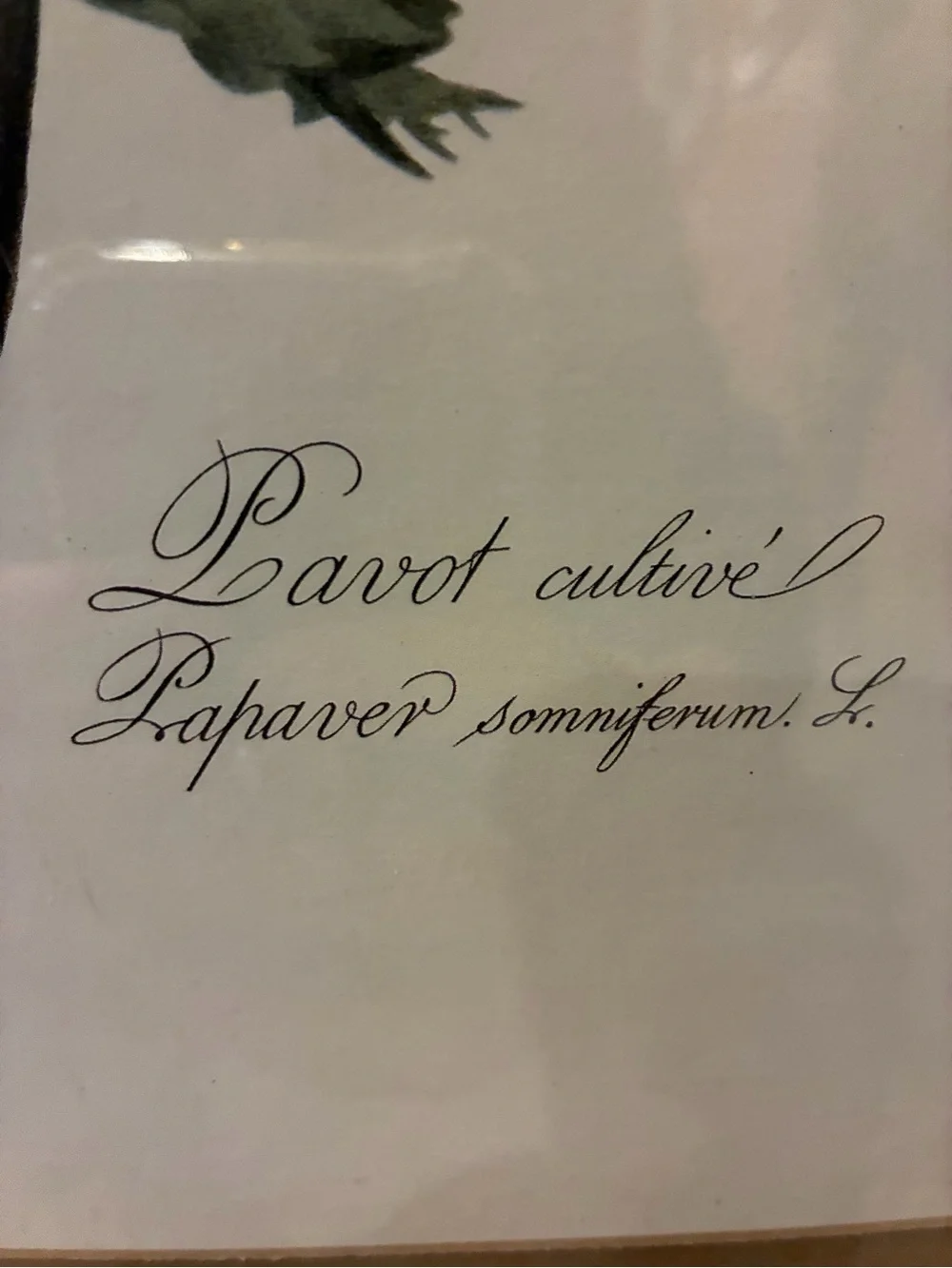 Gerard Von Spaendonck pavot cultive